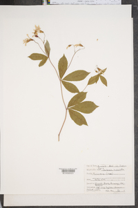 Gillenia trifoliata image